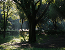 Borgese_Baum.jpg